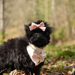 Cavapoo, Cockapoo, and Poodle Puppies from Heavenly Puppies to Love