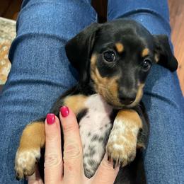 Girl 2 - female Dachshund puppy in Spring Hill, Florida from Adorable Doxxies