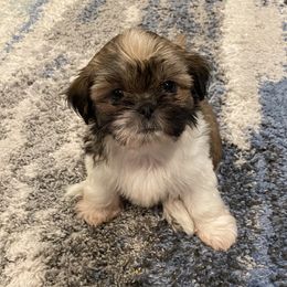 Shih Tzu Puppies from Lil’ Luvs Shih Tzu