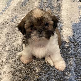 Shih Tzu Puppies from Lil’ Luvs Shih Tzu