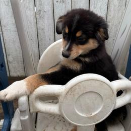 Light Pink - Black tri-color female Australian Shepherd puppy in Grand Rapids, Michigan from Griffin Tides - Australian Shepherds