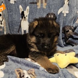 German Shepherd Puppies from Vom Schönen Hera German Shepherds