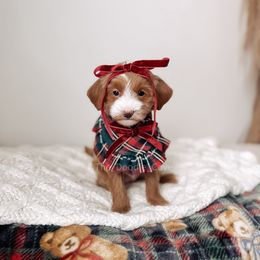 Moody - RL Christmas - Red  female Goldendoodle puppy in Syracuse, Indiana from The Doodle Cove