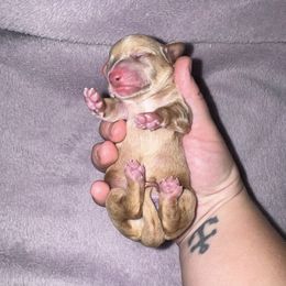 Pugsley - Cream male Dachshund puppy in Hilliard, Florida from Wiggle Weens