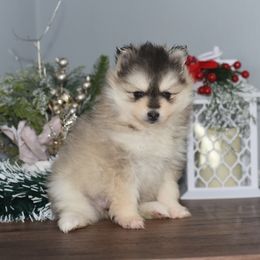 Noelle - Gray and white female Pomsky puppy in Coos Bay, Oregon from Ocean View Pomskies