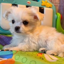 Grey Puppy - White male Maltese puppy in Chariton, Iowa from Mia Lucky Home