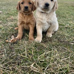 Dachshund and Golden Retriever Puppies from HS Goldens