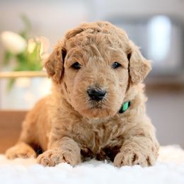 Goldendoodle and Poodle Puppies from Great Doodles & Poodles