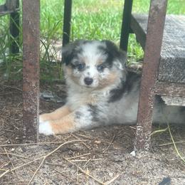 Galaxy - Blue merle female Miniature Australian Shepherd puppy in Interlachen, Florida from Lucky Bones Miniature Australian Shepherds