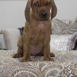 Gold Boy - Red male Redbone Coonhound puppy in Shreveport, Louisiana from BAFERD Kennels