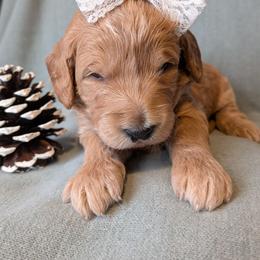 Wren - Apricot female Goldendoodle puppy in Rochester, New York from Aimee Schamback
