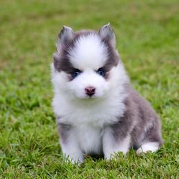 Boone - Blue male Pomsky puppy in Denham Springs, Louisiana from Bayouland Pomskies