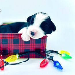 Boy 1 - Black and white male Sheepadoodle puppy in Pataskala And Thornville, Ohio from Four Front Doodles - Pataskala