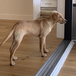 Labrador Retriever All Grown Up from Daylin’s Doodles & Labradors