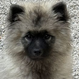 Saffy - Black and silver female Keeshond puppy in Sheboygan, Wisconsin from Peregrine Keeshond