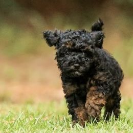 Poodle Puppies from Emerald Mini Poodles