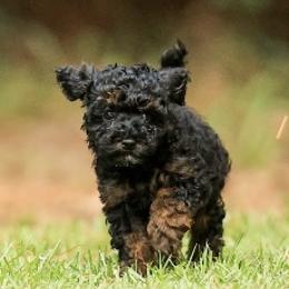 Poodle Puppies from Emerald Mini Poodles