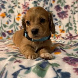 Levi AKC Cream - Cream male Dachshund puppy in Magnolia, Texas from J&R Macias Dachshunds