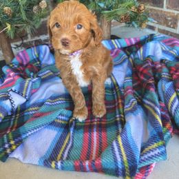 Goldendoodle Puppies from Duck River Goldendoodles
