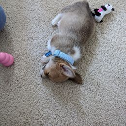 Pembroke Welsh Corgi All Grown Up from G.G.'s Corgis