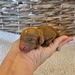 Waylon - Red male Cavapoo puppy in London, Kentucky from Blue Meadow Puppies