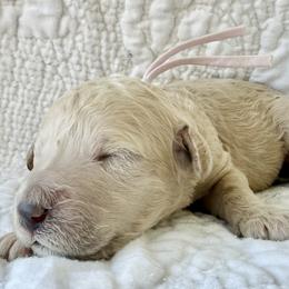 Miss Lavender Collar - Cream female Poodle puppy in Screven, Georgia from Dreamland Standard Poodles