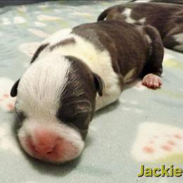 Jackie - Blue female American Staffordshire Terrier puppy in Clintwood, Virginia from SkyBlue Kennel