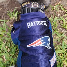 Pomsky Puppies from Way too cute Pomskies