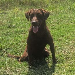 Rusty - Chocolate male Labrador Retriever puppy in Giddings, Texas from Artisan Retrievers