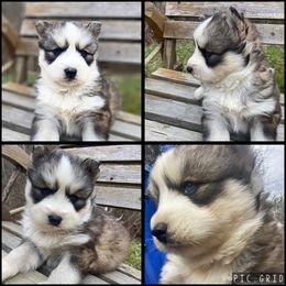 Boy 2 - Siberian Husky puppy in Inez, Kentucky from Gilkey’s Small Town Huskies