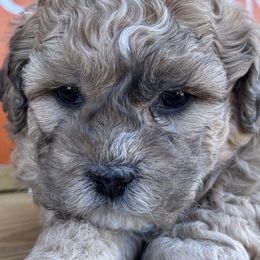 Charlie - Brindle male Shihpoo puppy in Gay, Georgia from That’s My Puppy
