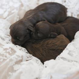 Shihpoo Puppies from The Teddybear Shihpoo