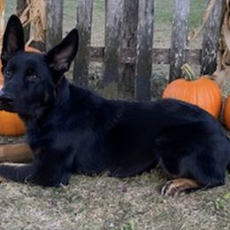 German Shepherds from Vom Treuen Hund GSD