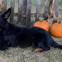 German Shepherds from Vom Treuen Hund GSD