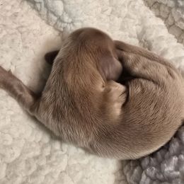 Boy 2 - Cream female Dachshund puppy in Barre, Massachusetts from Central Mass Dachshunds