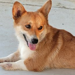 Addy - Pembroke Welsh Corgi
