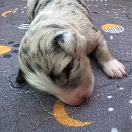 Misty - Blue merle female Australian Shepherd puppy in Marshall, Virginia from Aussie Tales Farm