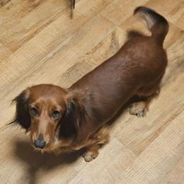 Mila - Dachshund