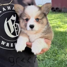 Green - Sable male Pembroke Welsh Corgi puppy in Saint Paris, Ohio from Lee Farm