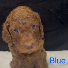 Blue - Red male Assorted Doodle Crosses puppy in San Jacinto, California from Goldens and Doodles