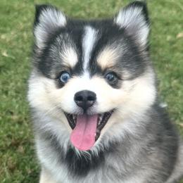 Dolly - Tri-color female Pomsky puppy in Piedmont, South Carolina from Carolina Pomskies LLC