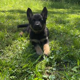 Silver collar female - Black and tan female German Shepherd puppy in Cumberland Gap, Tennessee from Royal Port K-9