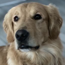 Chase - Golden Retriever