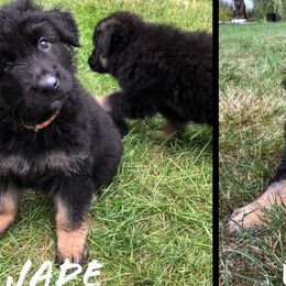 German Shepherd Puppies from Lisa Duchesneau