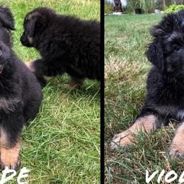 German Shepherd Puppies from Lisa Duchesneau