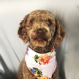 Karmen - Goldendoodle