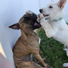 Belgian Malinois and German Shepherd Puppies from Fauna Kennel