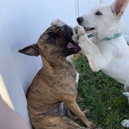 Belgian Malinois and German Shepherd Puppies from Fauna Kennel