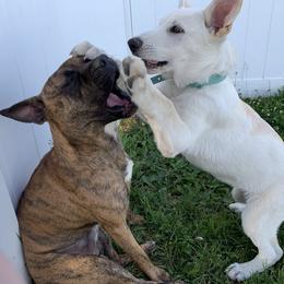 Belgian Malinois and German Shepherd Puppies from Fauna Kennel