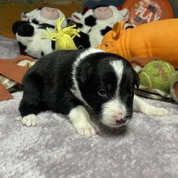 Olaug - Black male Border Collie puppy in Aledo, Illinois from Claycreek Ranch